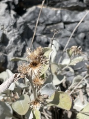 Pentanema verbascifolium