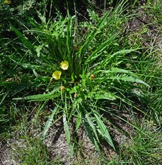 Oenothera flava