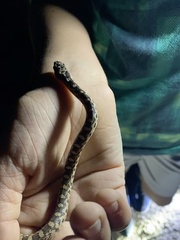 Pituophis catenifer deserticola