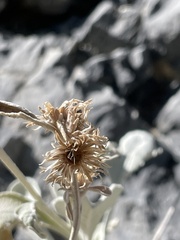 Pentanema verbascifolium