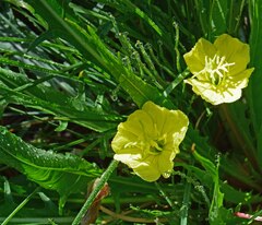 Oenothera flava