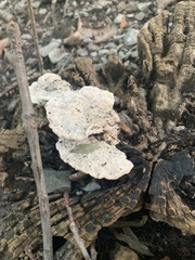 Trametes gibbosa