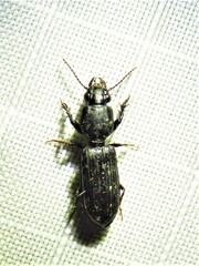 Clivina dentipes