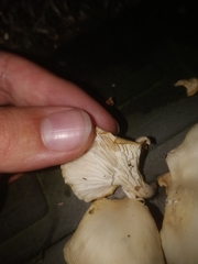 Pleurotus