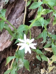 Stellaria flaccida