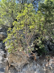 Arbutus andrachne