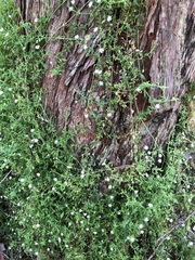 Stellaria flaccida