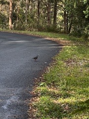 Leucosarcia melanoleuca