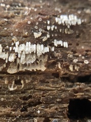 Henningsomyces