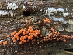 Henningsomyces