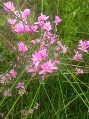 Olsynium scirpoideum