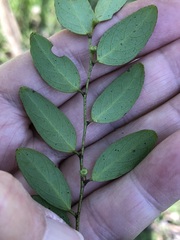 Breynia oblongifolia