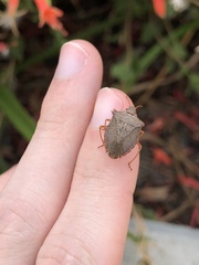 Carpocorini