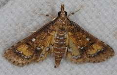 Niphograpta albiguttalis