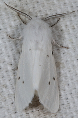 Spilosoma congrua