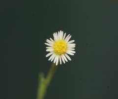 Psilactis brevilingulata