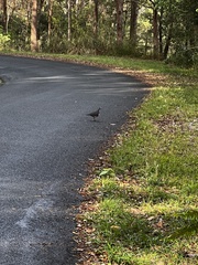 Leucosarcia melanoleuca