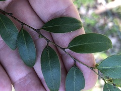 Breynia oblongifolia