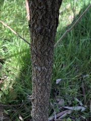 Breynia oblongifolia
