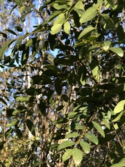 Breynia oblongifolia