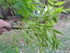 Fraxinus