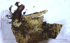 Neurocordulia alabamensis