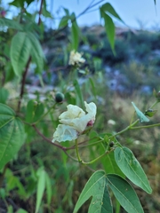 Gossypium thurberi