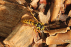 Vespula germanica