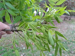 Fraxinus