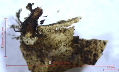 Neurocordulia alabamensis