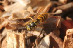 Vespula germanica
