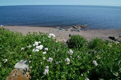 Achillea millefolium