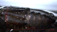 Neurocordulia alabamensis