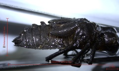 Neurocordulia alabamensis