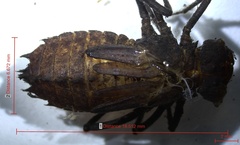 Neurocordulia alabamensis