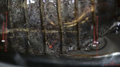 Neurocordulia alabamensis