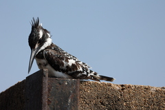 Ceryle rudis rudis