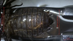 Neurocordulia alabamensis