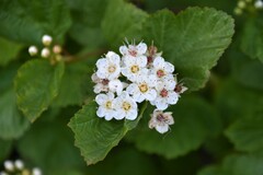 Crataegus submollis