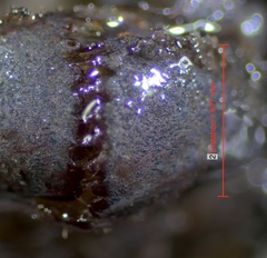 Neurocordulia alabamensis