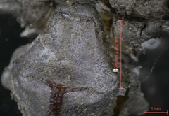 Neurocordulia alabamensis