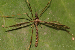 Epiphragma imitans