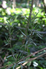 Tessaria integrifolia