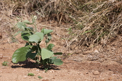 Philenoptera violacea