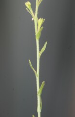 Psilactis brevilingulata