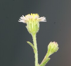 Psilactis brevilingulata