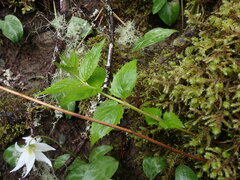 Nothochelone nemorosa