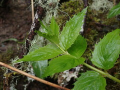 Nothochelone nemorosa