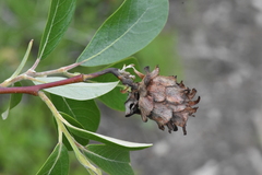 Rabdophaga strobiloides