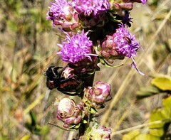 Phidippus apacheanus